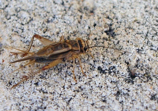 swierszcz domowy