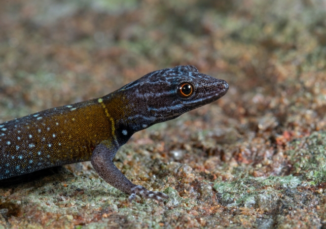 Cnemaspis vangoghi
