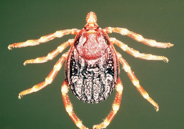 Hyalomma m rufipes