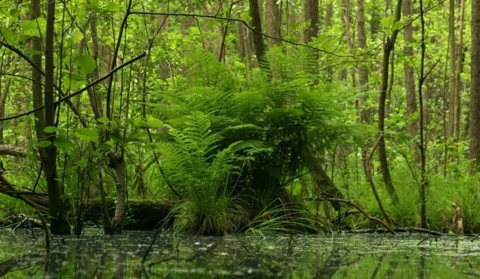 fern-1378818