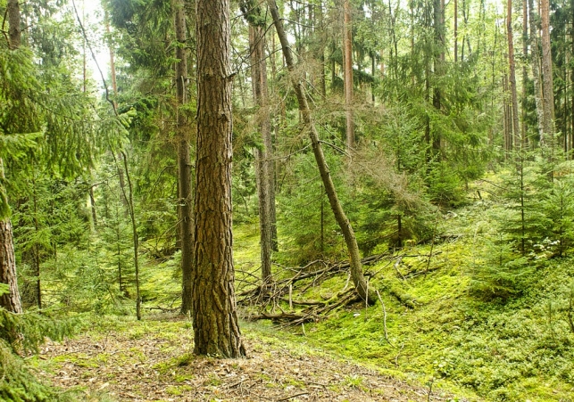 puszcza bialowieska