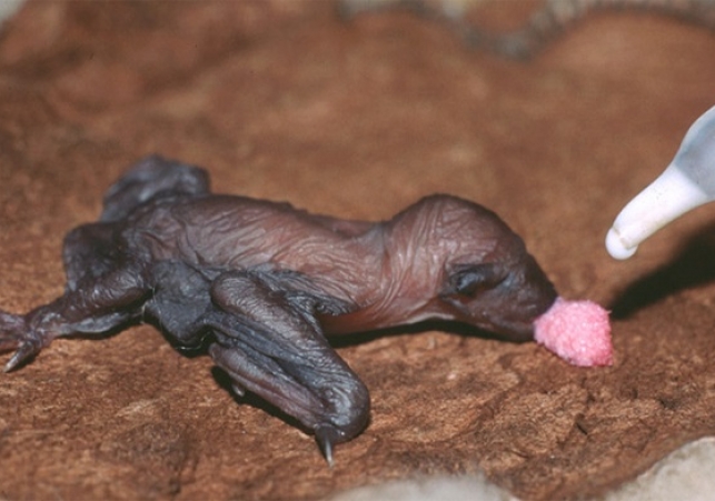 male nietoperze