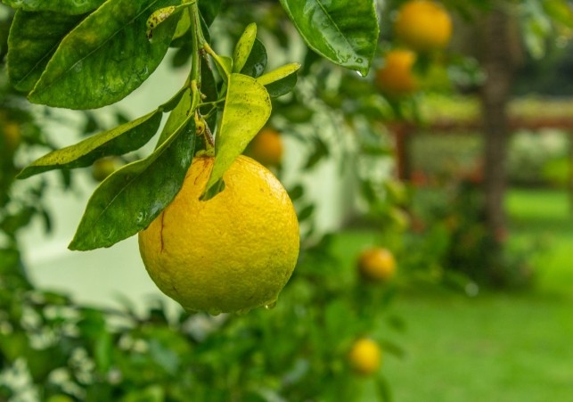 oranżeria w ogrodzie botanicznym w krakowie