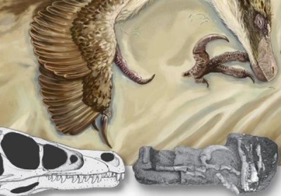 czaszki dinozaurów