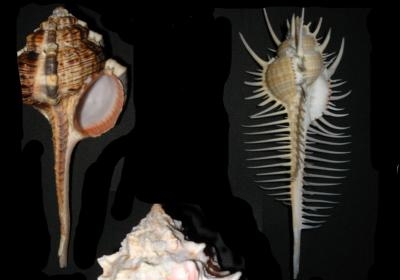 Muricidae