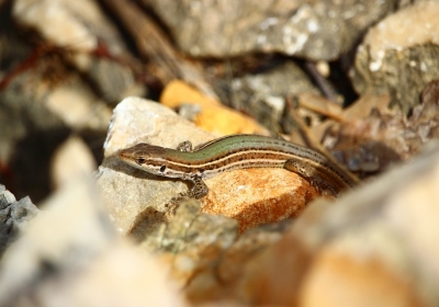 chorwacja