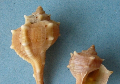 muszle Bolinus brandaris
