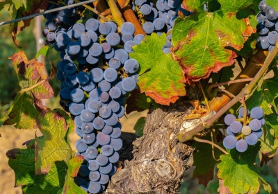 najstarsze wino