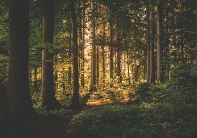 odkrycia archeologow w bialowiezy