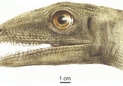 silezaur