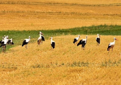 liczenie bocianow