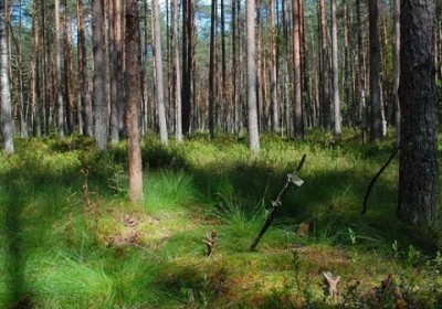 torfowisko