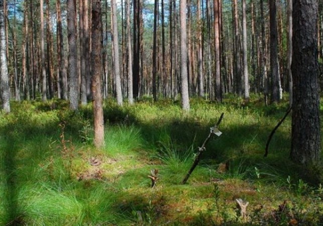 torfowisko